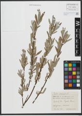 Foto von Salix viminalis L.